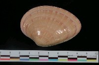 藏品(中華長文蛤)的圖片